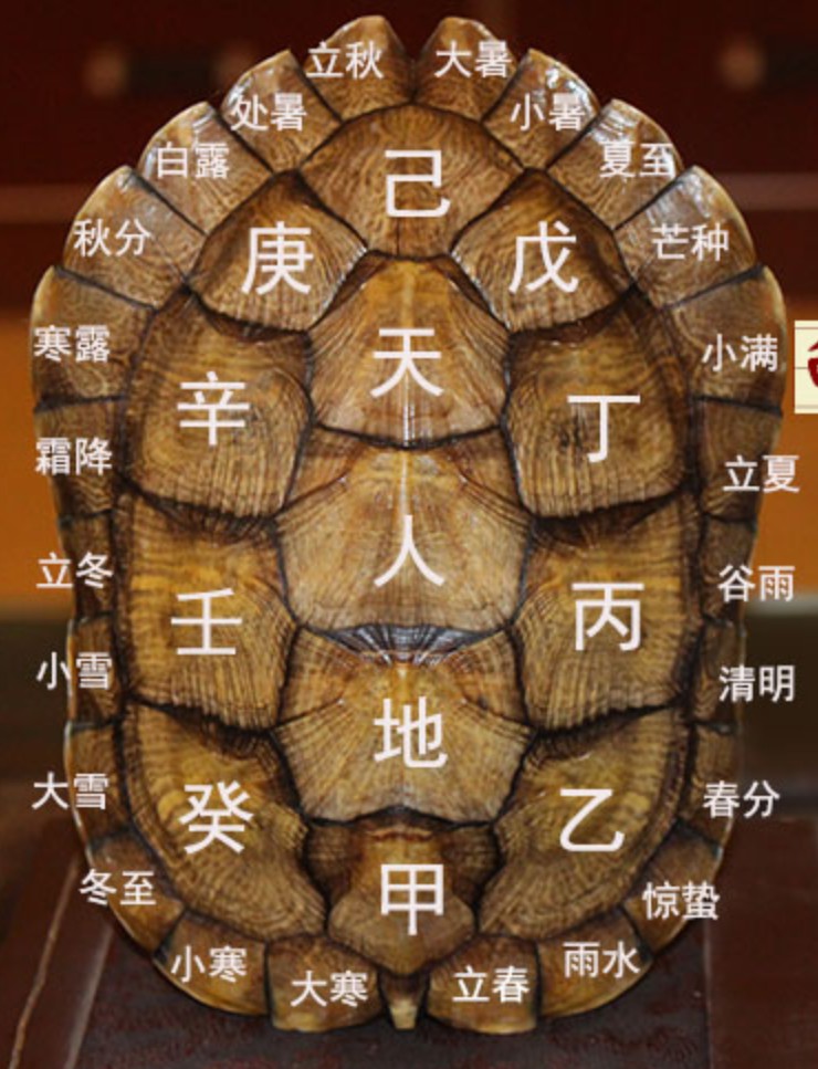 占卦为啥要用龟壳