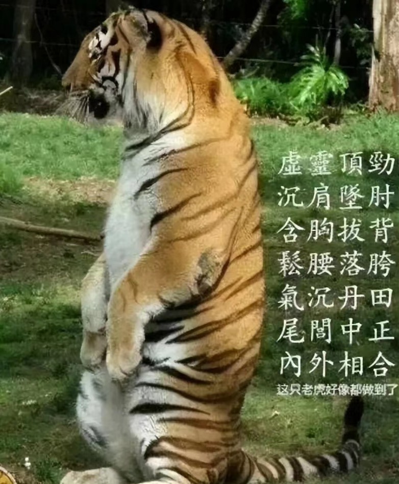学拳要多看动物世界